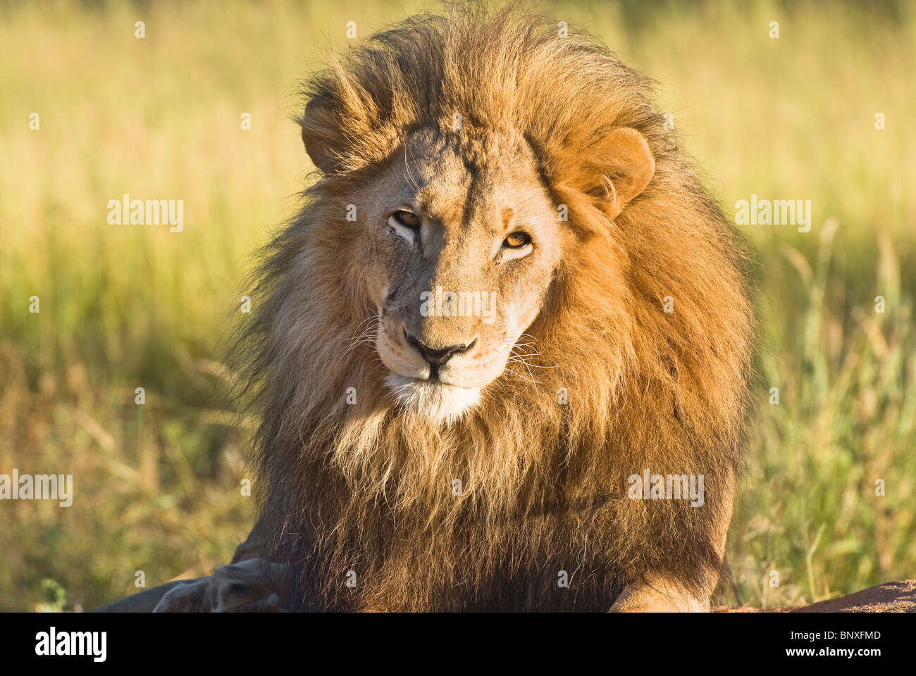 Lion (Panthera leo) - single adult male resting in close-up with eye contact - Okonjima, Damaraland, Namibia, Southern Africa Stock Photo