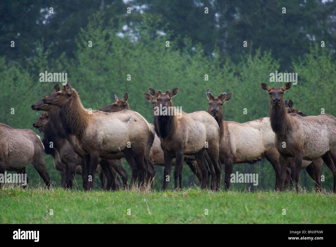Roosevelt Elk cows in Gold River BC Canada Stock Photo