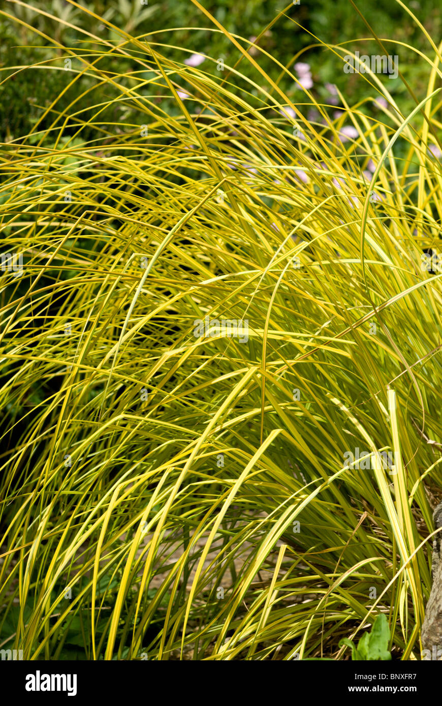 Arching stems hi-res stock photography and images - Alamy