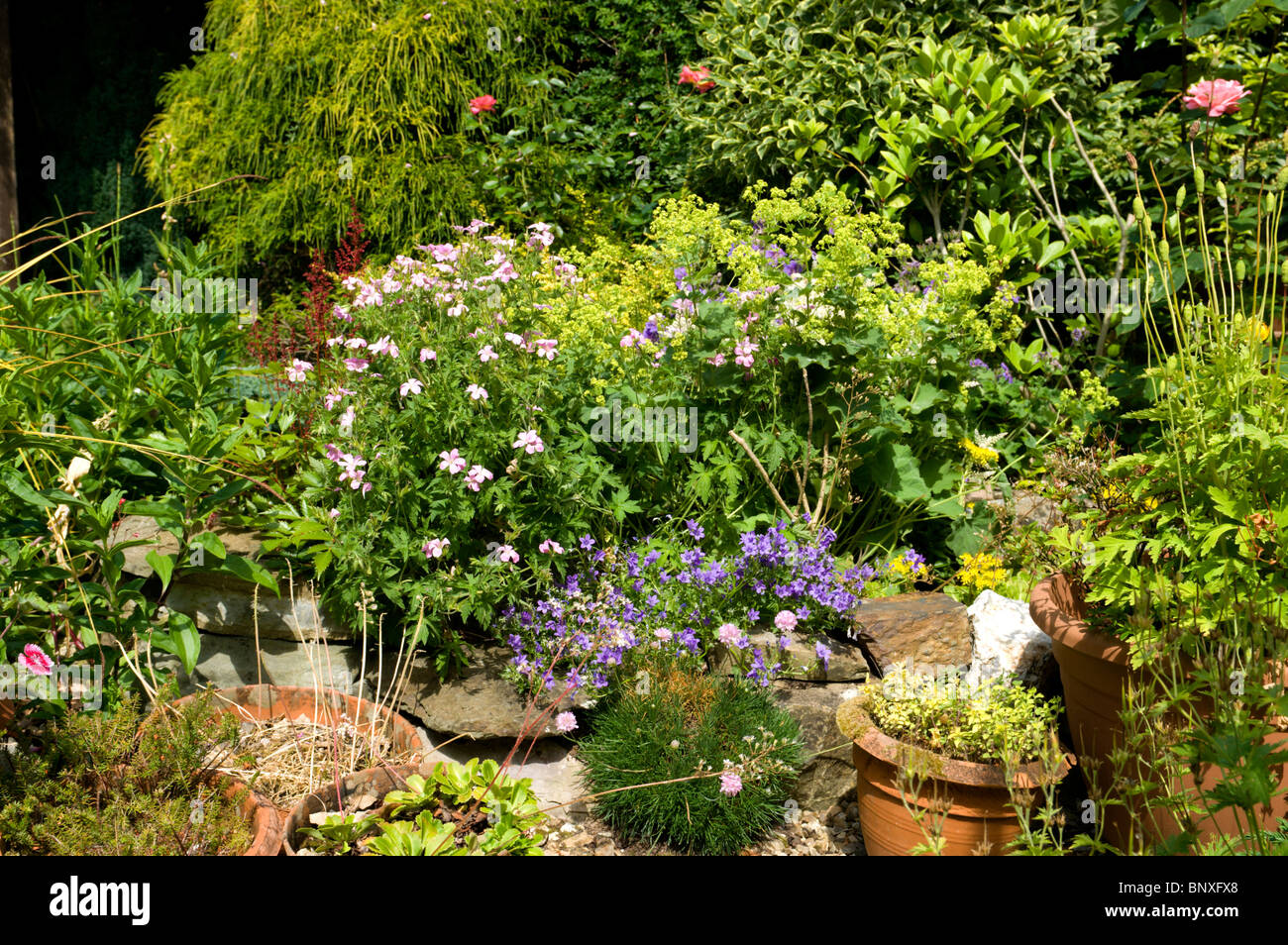 Cottage garden plants hi-res stock photography and images - Alamy