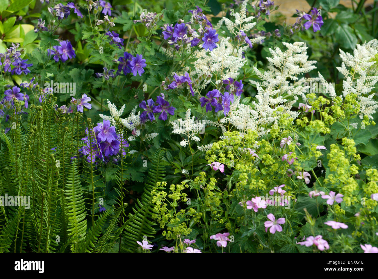 Herbaceous Perennials In A Cottage Garden Stock Photo 30701482