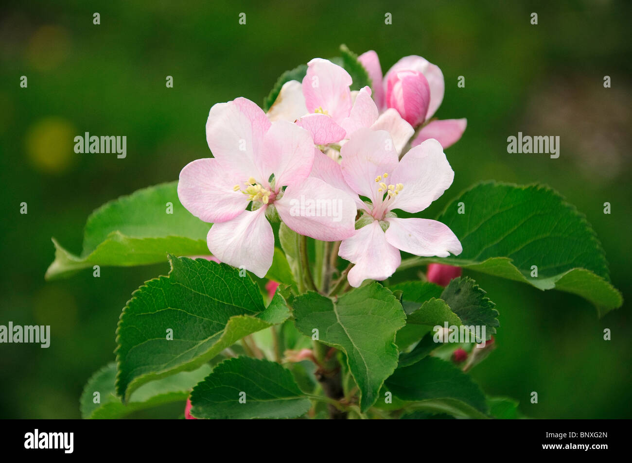 Blooming tree flower hi-res stock photography and images - Alamy