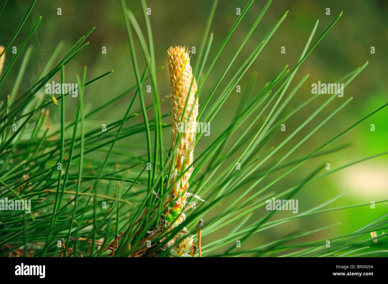 Closeup of a pine Stock Photo - Alamy