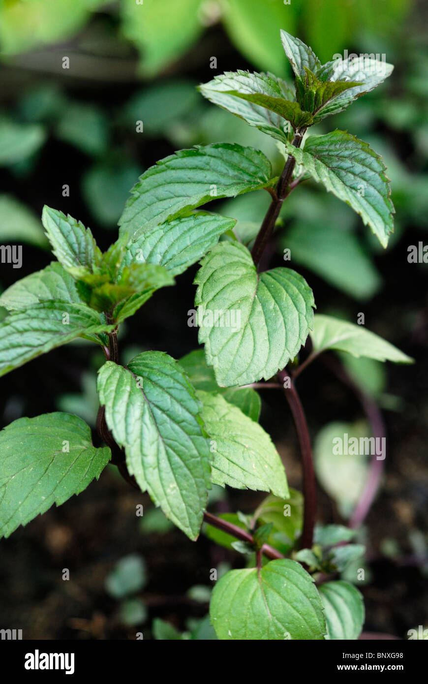 Peppermint (mentha × piperita) Stock Photo