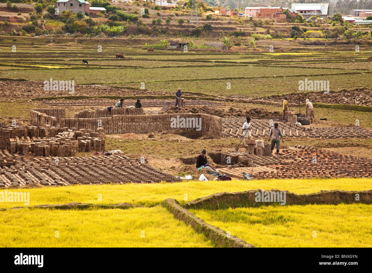 Paddyfields with new growth of rice, brickmaking,  grazing livestock. Typical rural scene, Madagascar Stock Photo