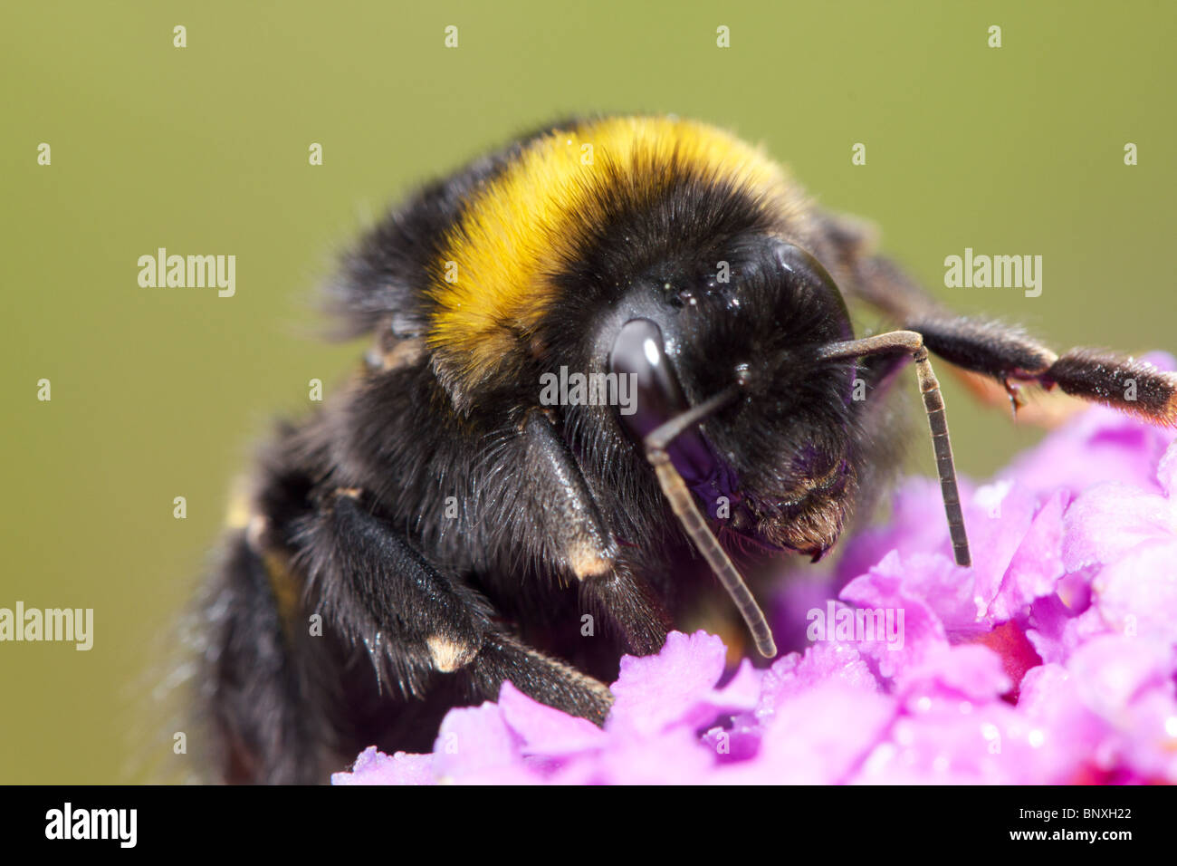 Bumblebee closeup Stock Photo
