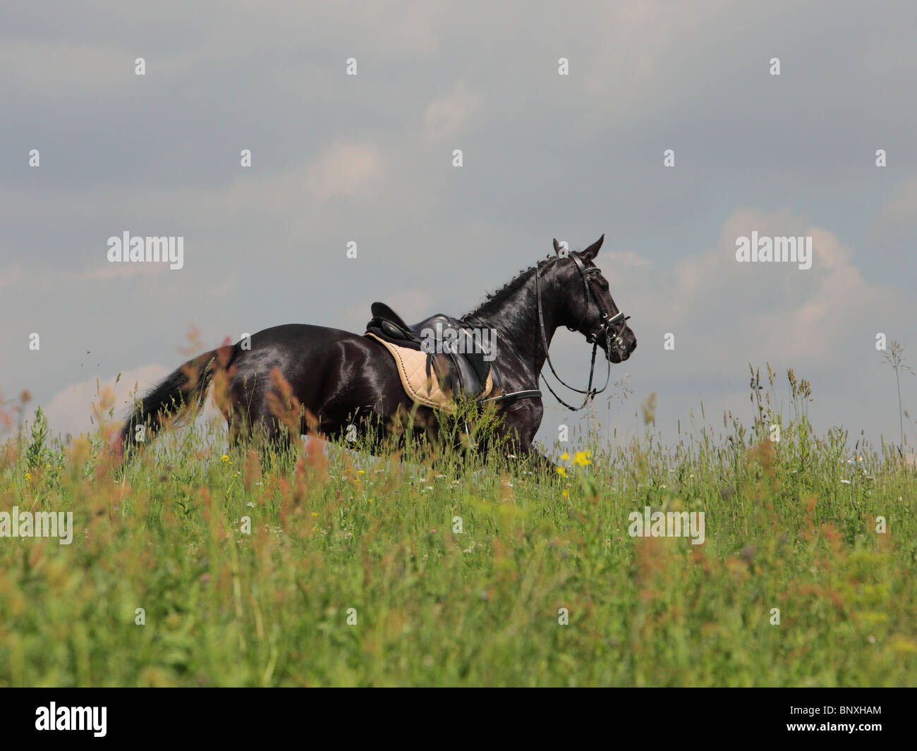 Run horse beach hires stock photography and images Alamy