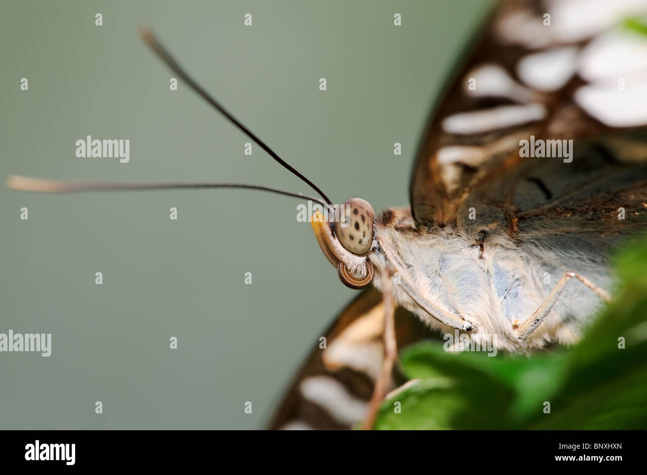 Closeup of the head, eyes and antennas of a brown butterfly Stock Photo