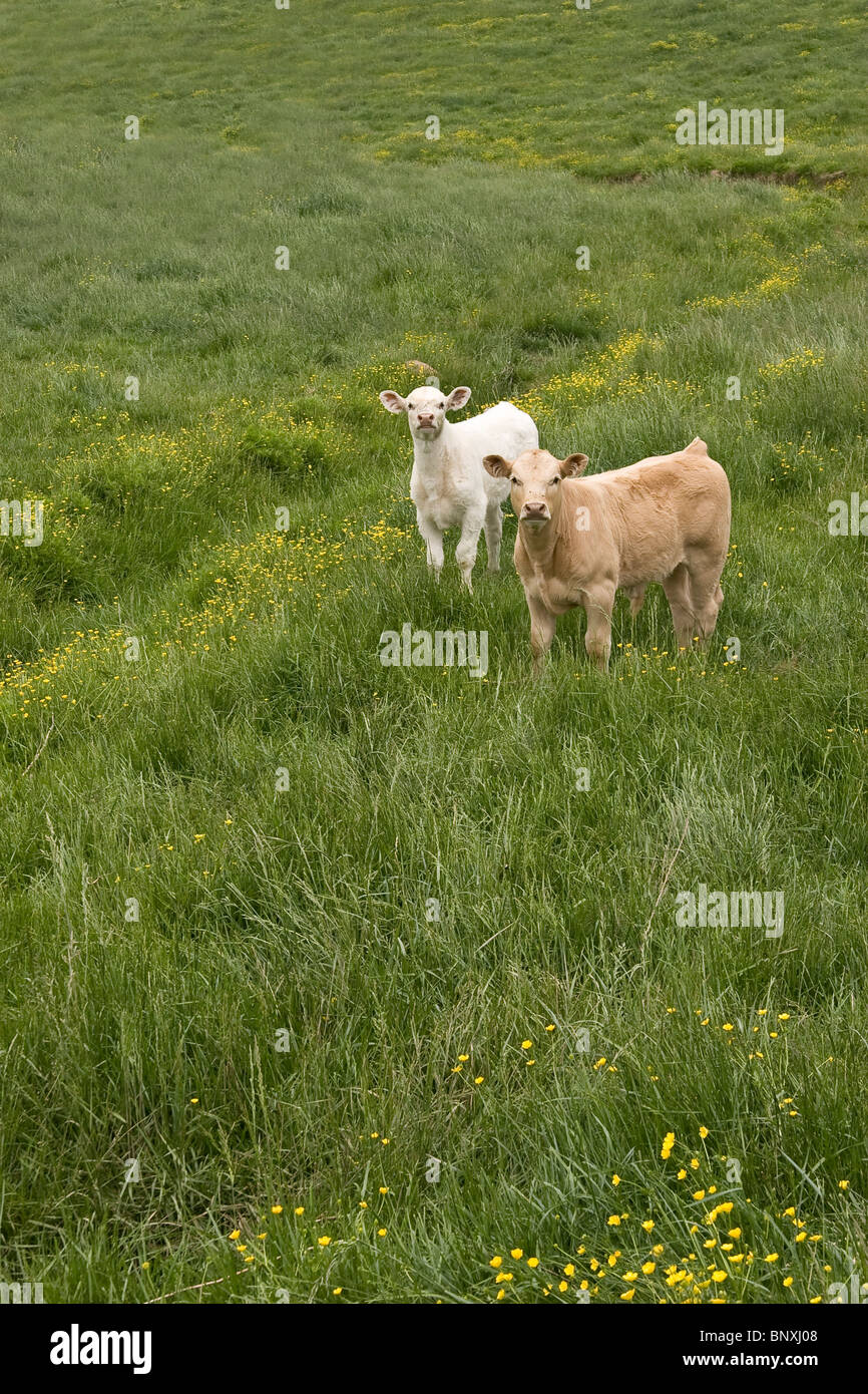 Cow & Calf in Open Field Stock Photo Alamy