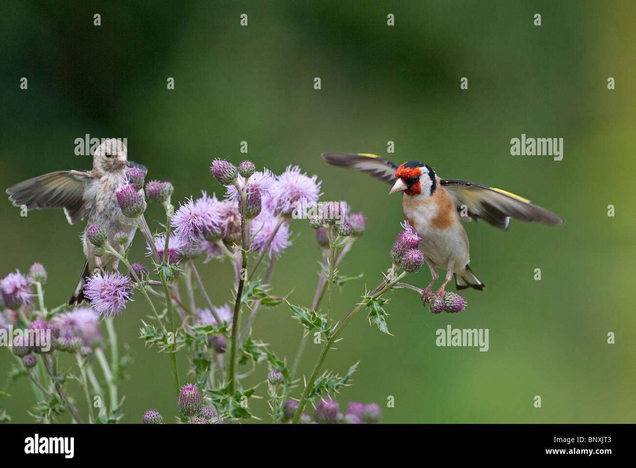 goldfinch-carduelis-carduelis-feeding-on-thistle-stock-photo-alamy