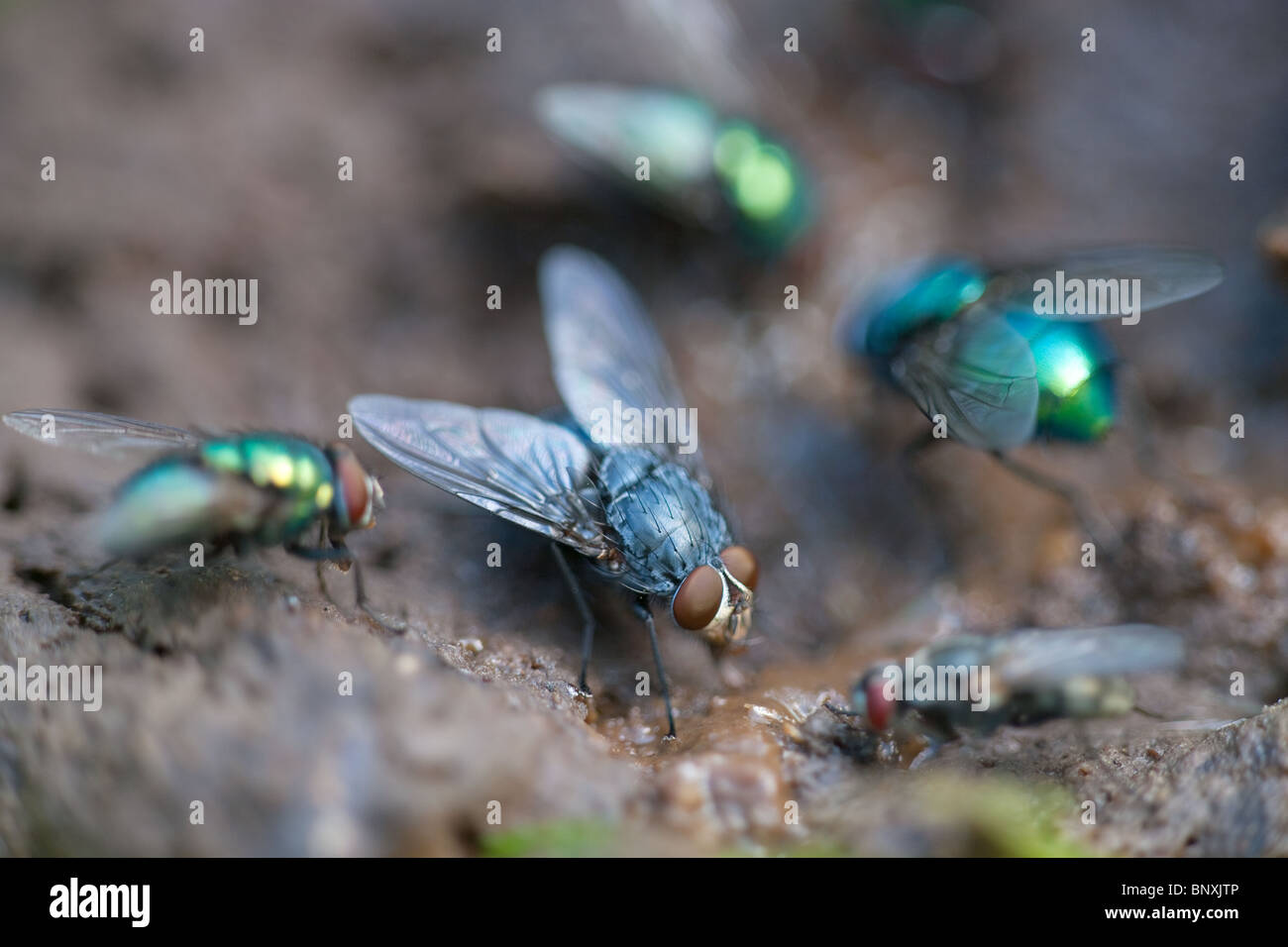 Flesh Fly Sarcophago camaria & Green Bottle Flys Dasyphora cyanella feeding on animal droppi Stock Photo
