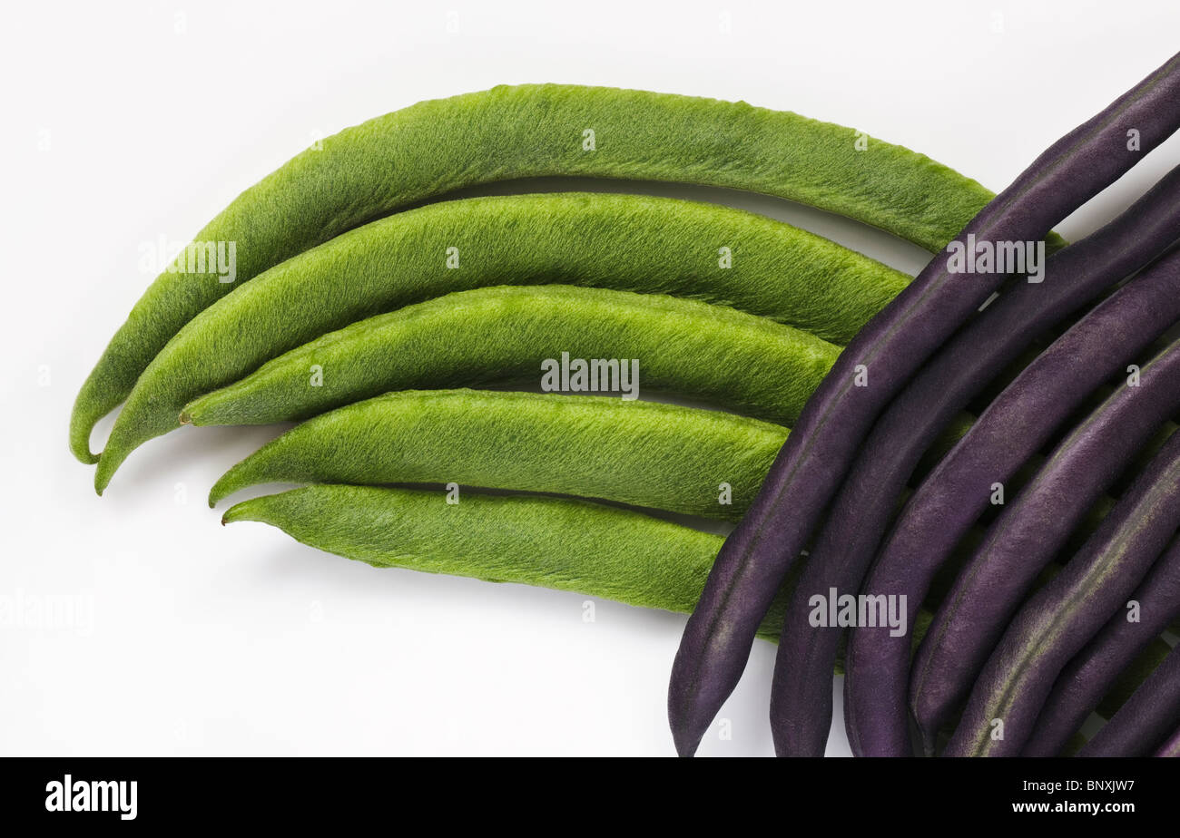 Runner beans [Lady Di] and Purple French Beans [Purple Queen] Stock Photo