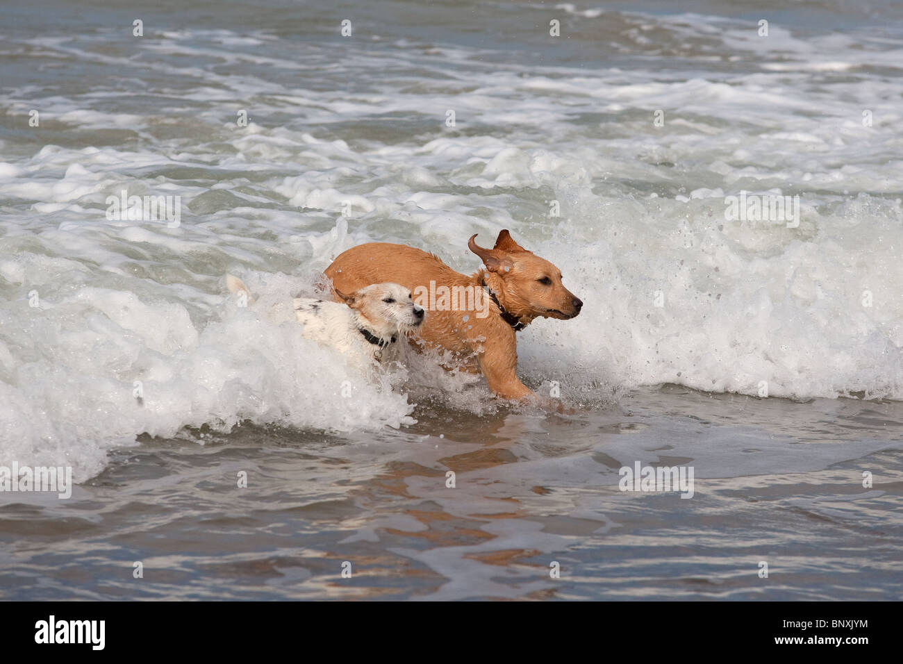 17 week old black lab