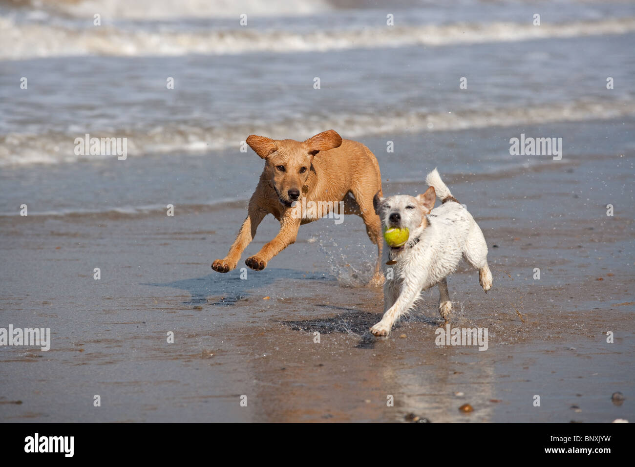 Yellow Labrador Puppy and Jack Russell Terrier running on beach Stock