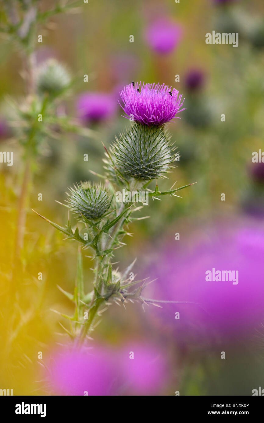 Scottish Thistle Cirsium vulgare Stock Photo Alamy