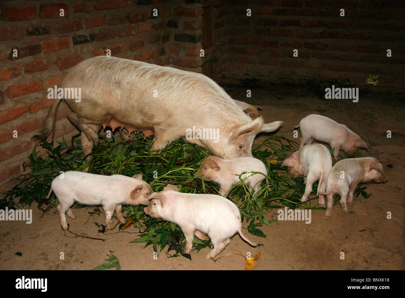 A sow with her piglets feeding in a pigsty in a rural intensive zero grazing farming environment in Uganda Stock Photo