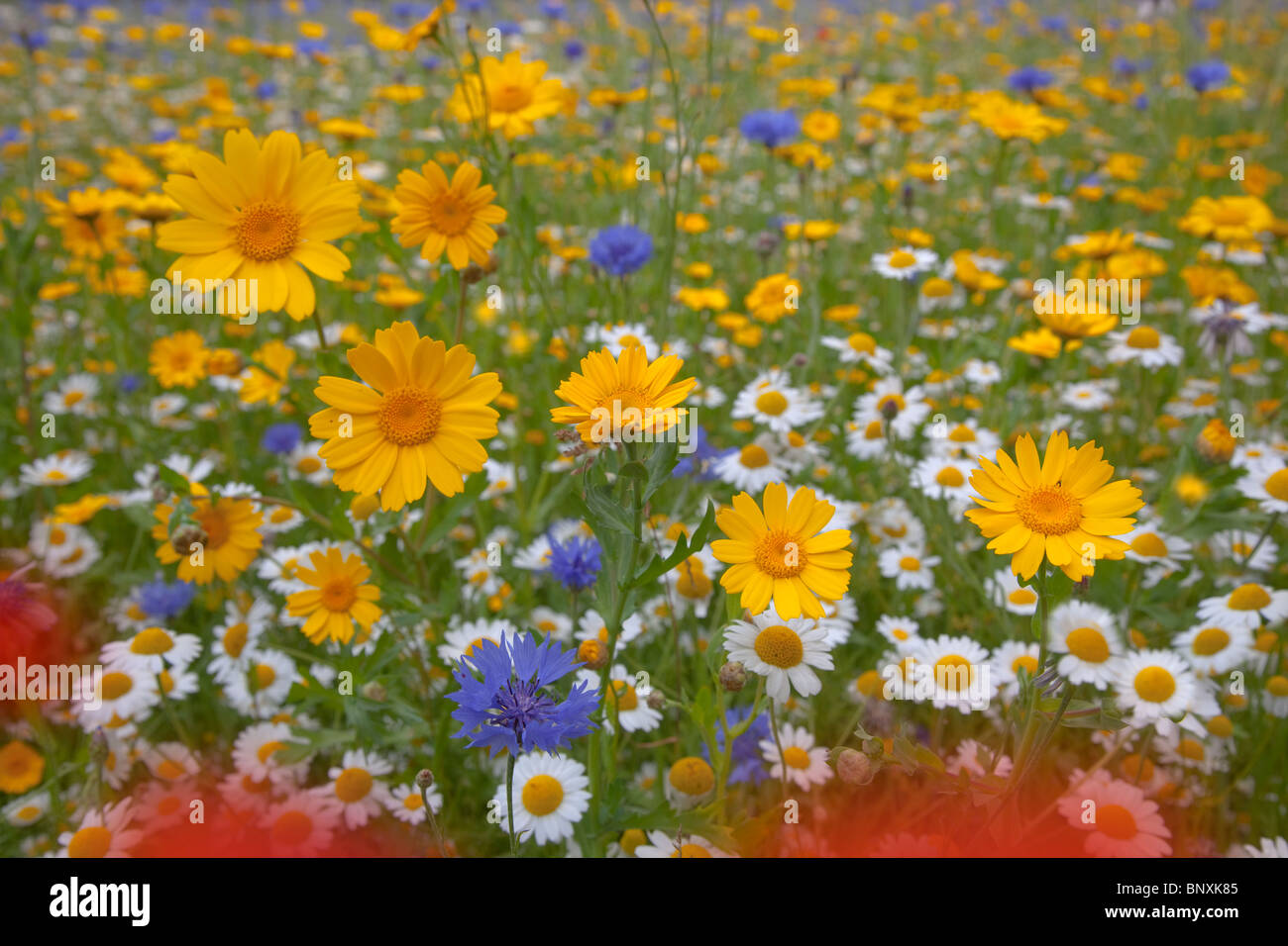 wildflower meadow in summer.poppies corn marigolds Glebionis segetum chamomile Anthemis arvensis and blue cornflowers Centaurea cyanus Stock Photo