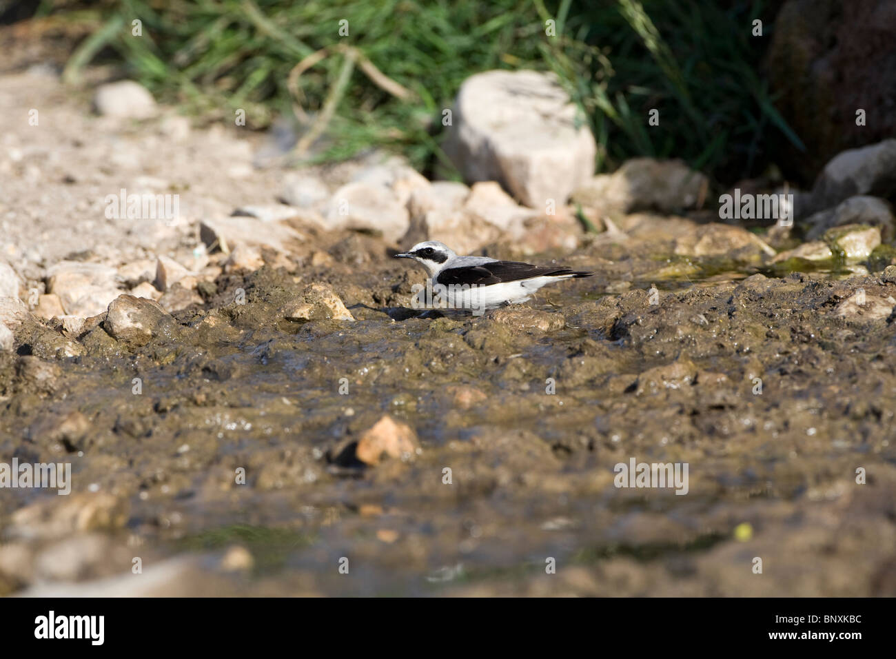 Wheatear (Oenanthe oenanthe) perching Stock Photo