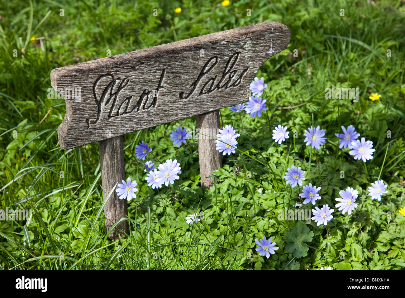 Plant sales sign carved in wood England UK Stock Photo