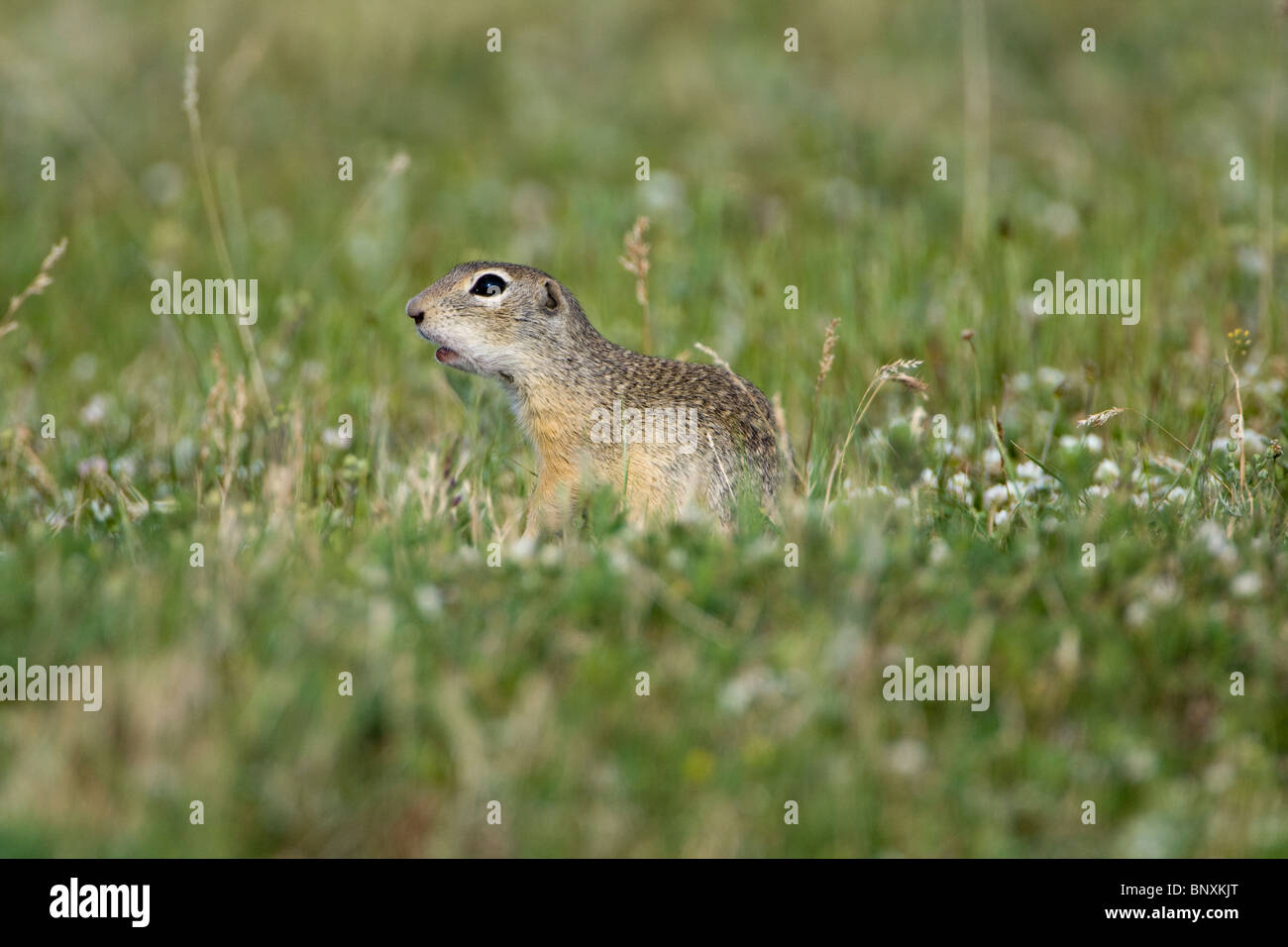 European Souslik (Spermophilus citellus) eating Stock Photo