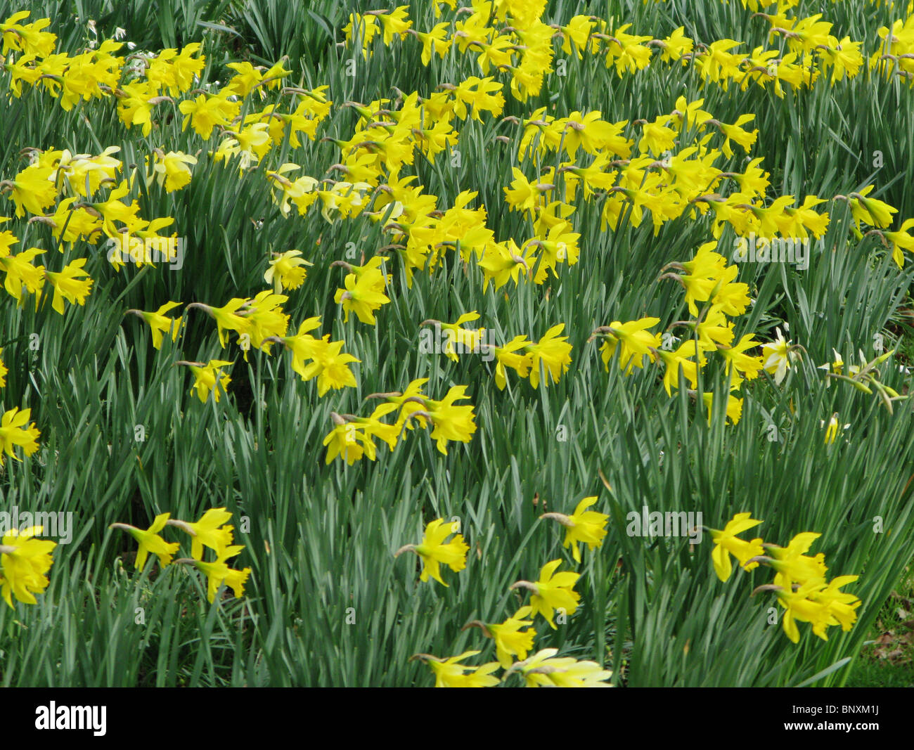 Wild daffodils growing in the English countryside Stock Photo Alamy