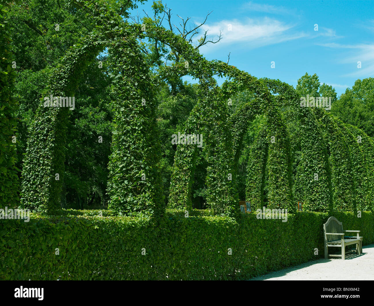 A view of the impressive clipped Hornbeams in the Renaissance Garden at Chamerolles Stock Photo
