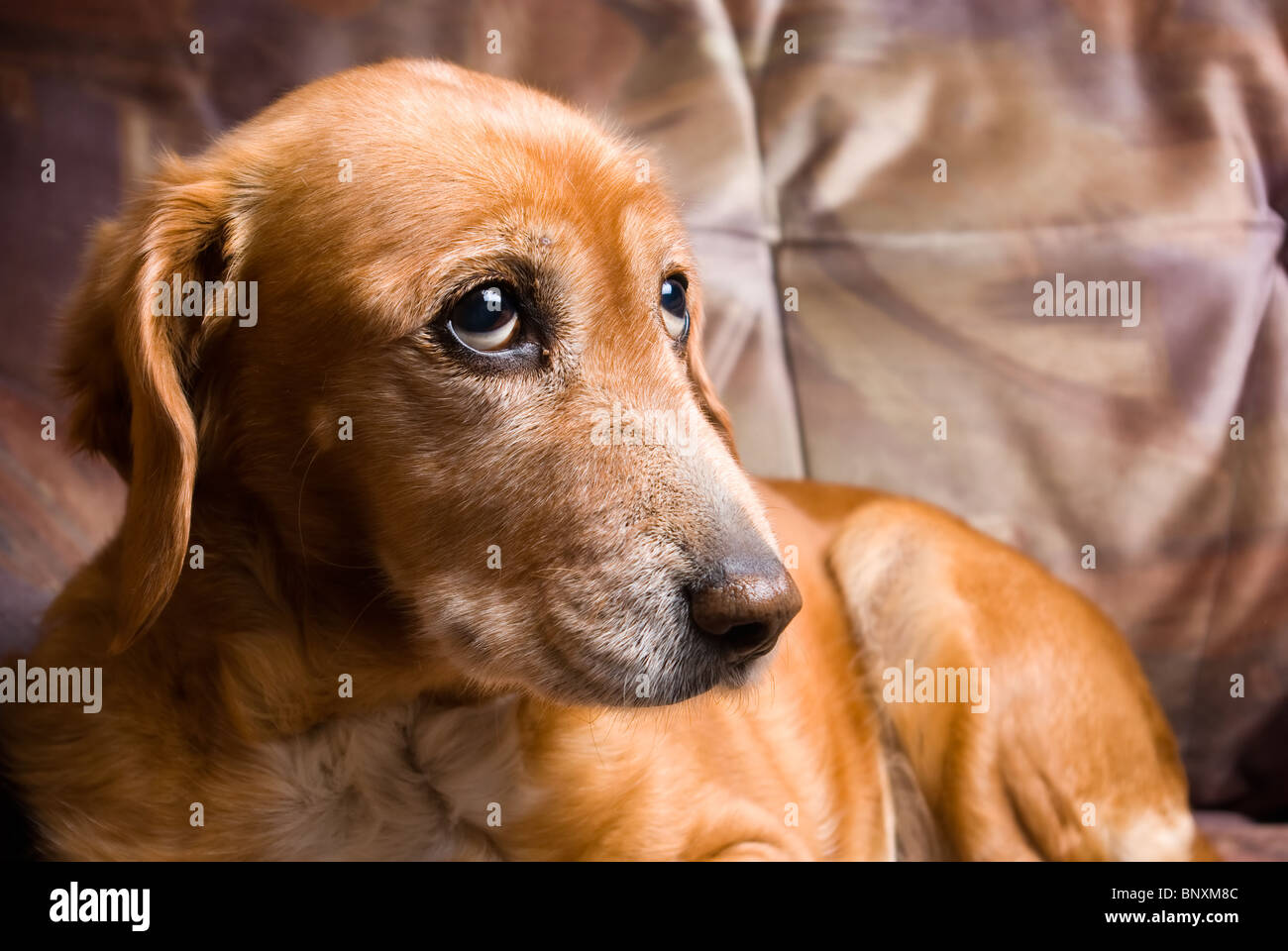 sad looking golden dog laying on the couch Stock Photo