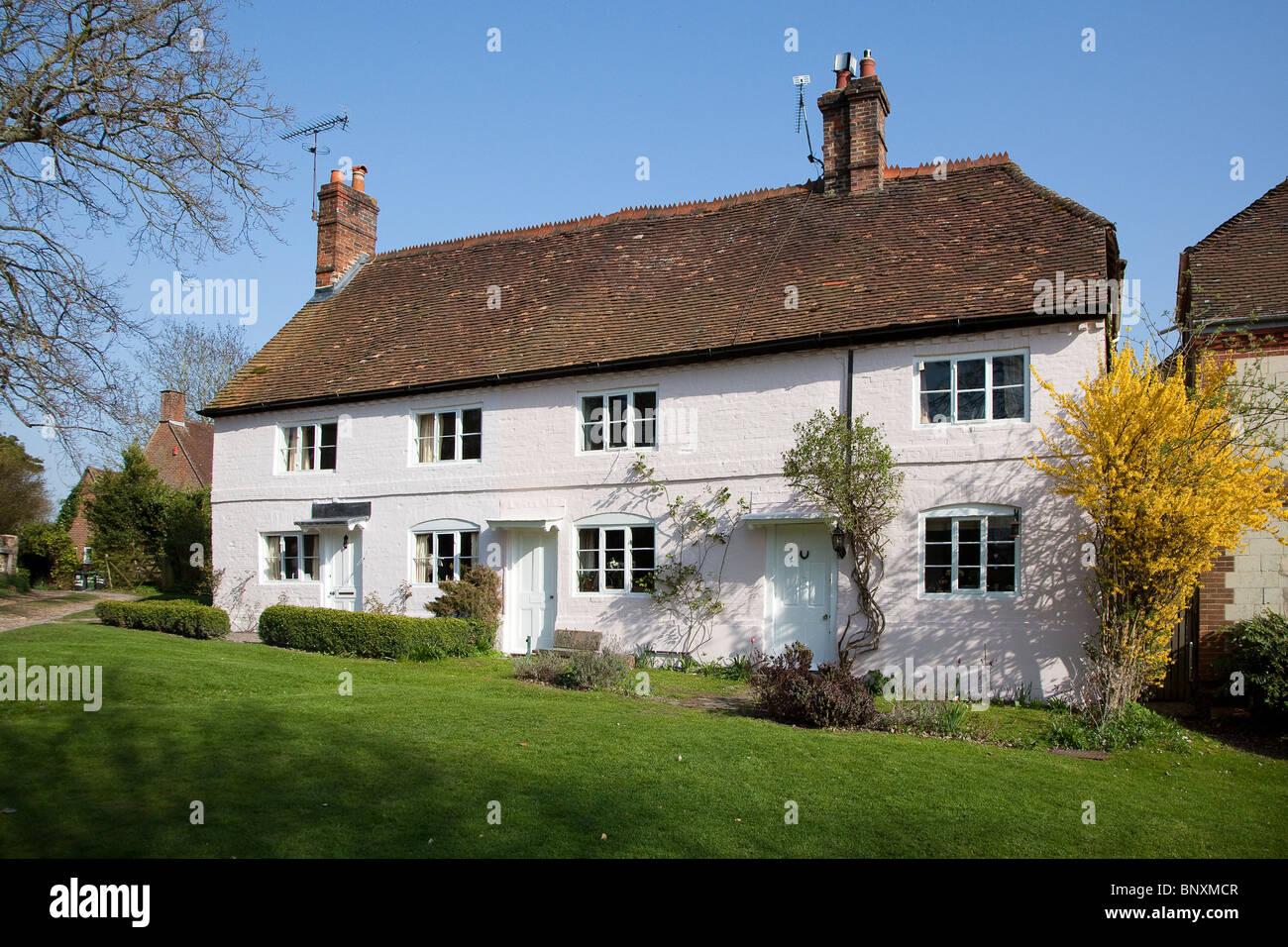 Cottage built into slope in the village of Selborne with forsythia bush Hampshire England UK Stock Photo