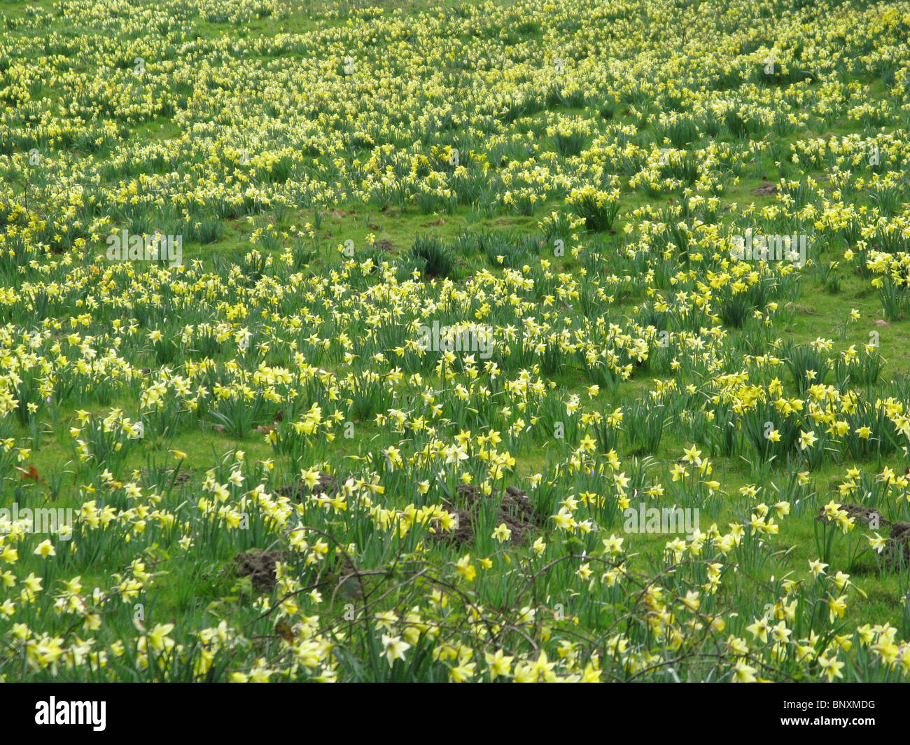 Wild daffodils growing in the English countryside Stock Photo Alamy