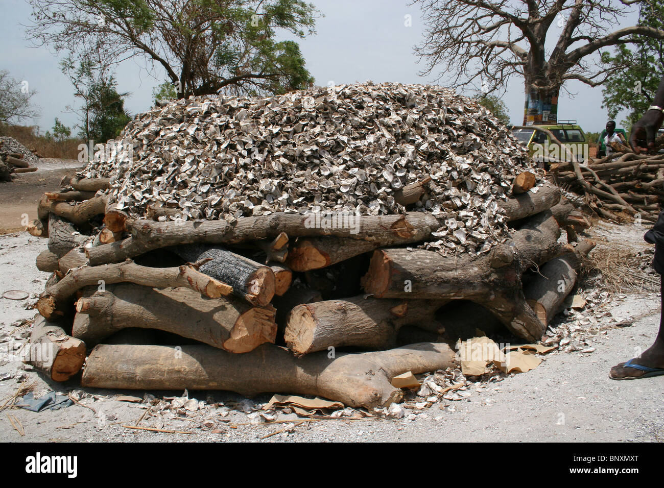 Shells africa hires stock photography and images Alamy