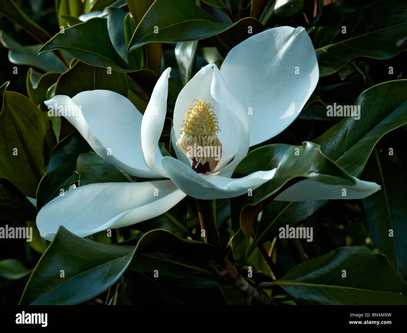 Close up picture of Magnolia grandiflora in the garden at Drulon Stock Photo