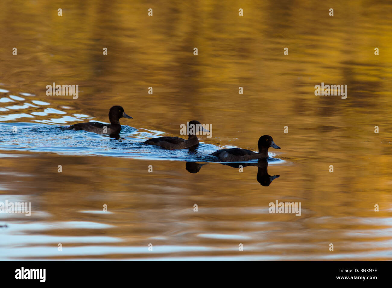 Duck pond game hi-res stock photography and images - Alamy