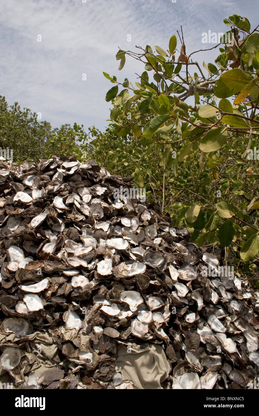 Oyster midden hires stock photography and images Alamy