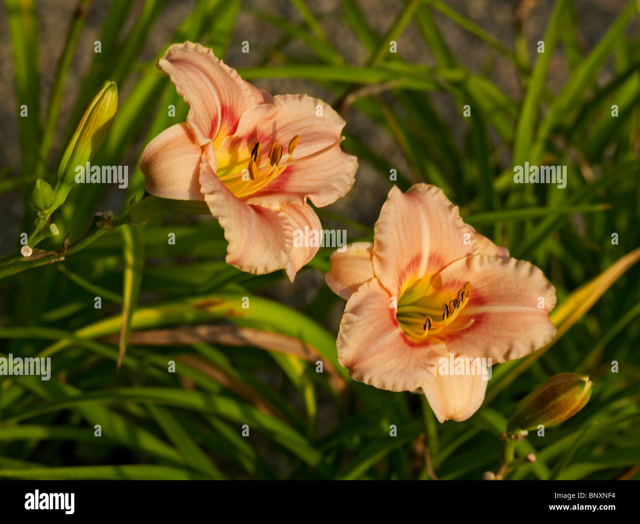 Close up picture of Daylilies in the garden at Drulon Stock Photo