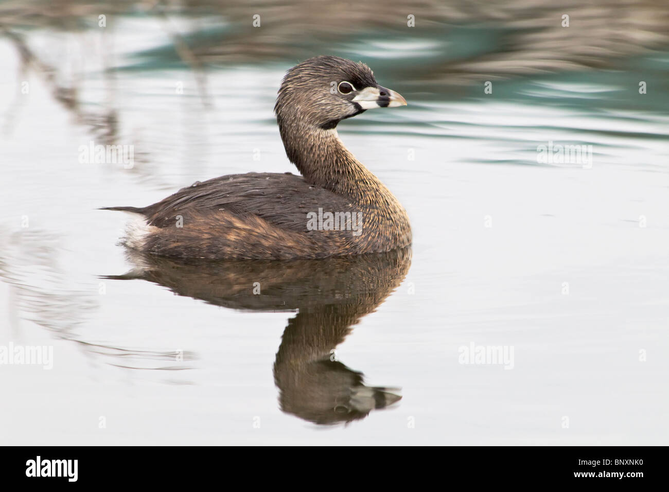 An adult Pied Grebe swimming Stock Photo