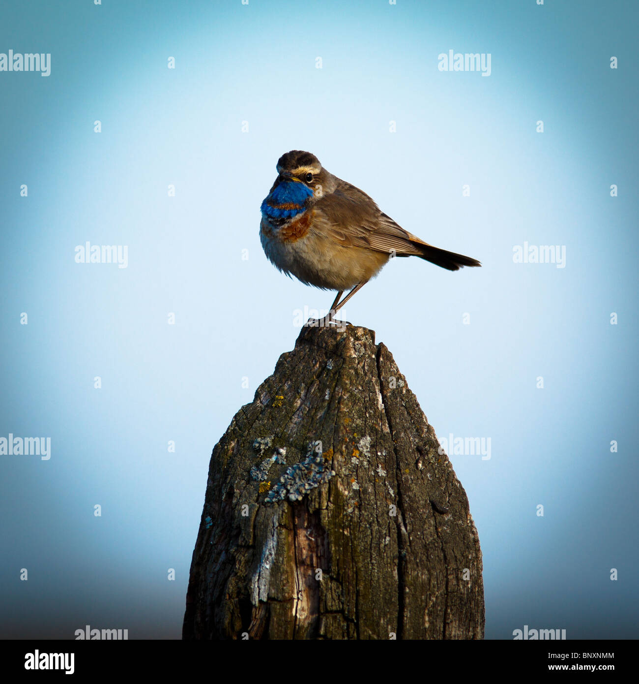 Bluethroat, Luscinia svecica, in the nature. Fine art portrait. Stock Photo