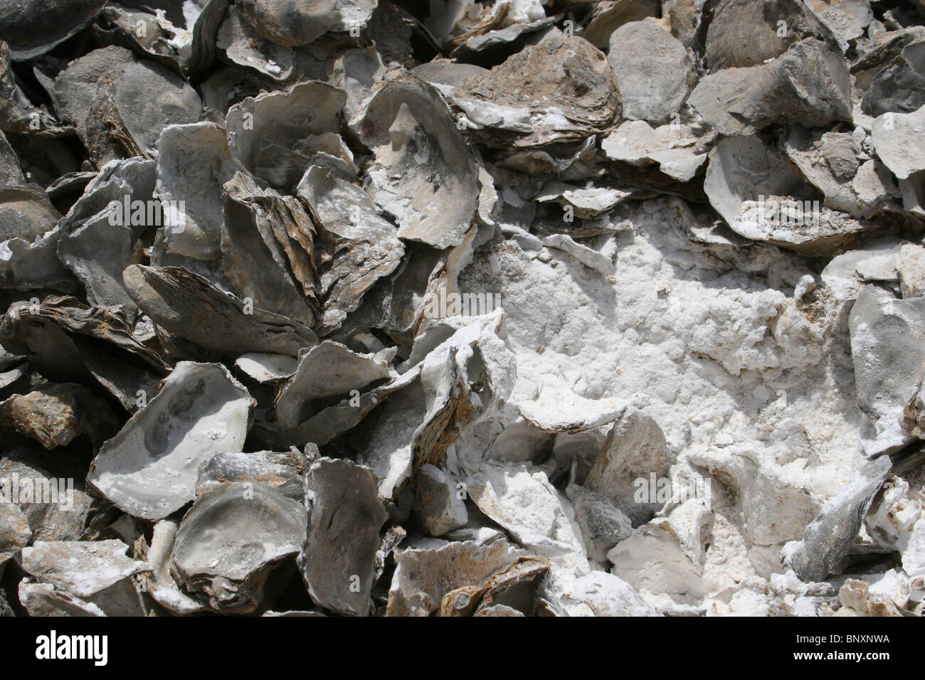 Oyster shells with oyster shell ash to be used in cement production