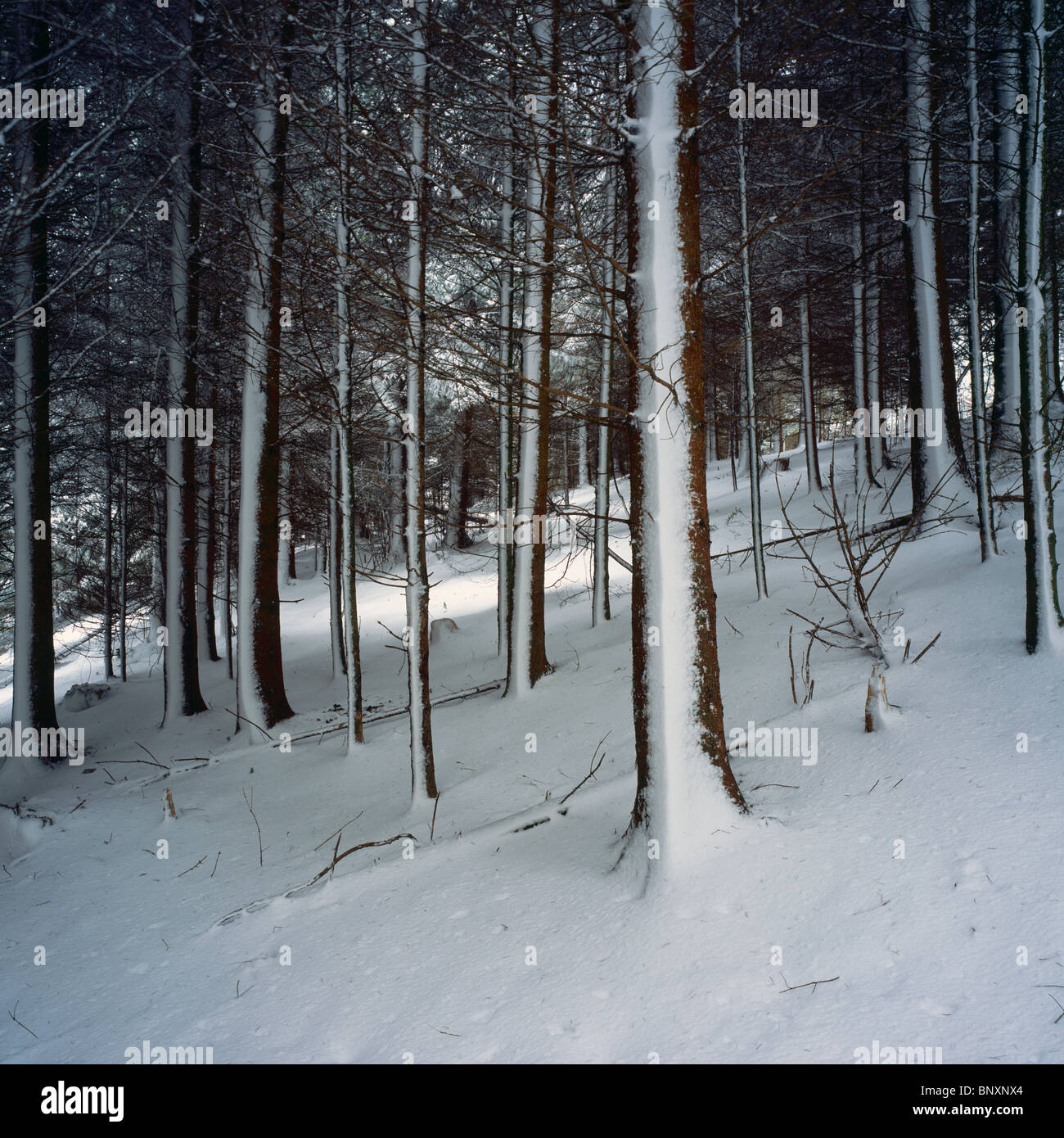 Snow in a pine tree plantation near Wrington, Somerset, England Stock ...