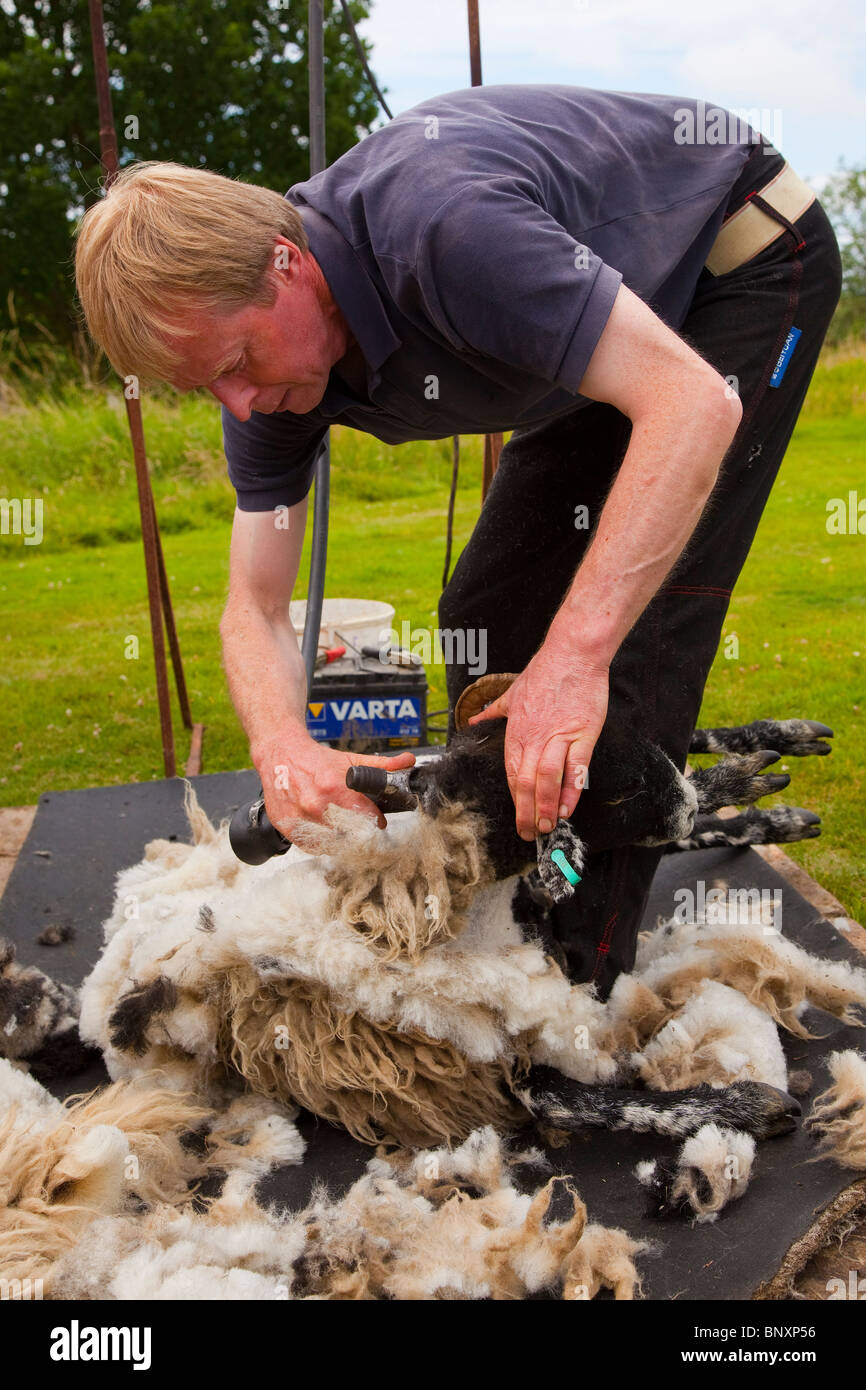 Sheep Shearing demonstration, North York Moors, Yorkshire Stock Photo