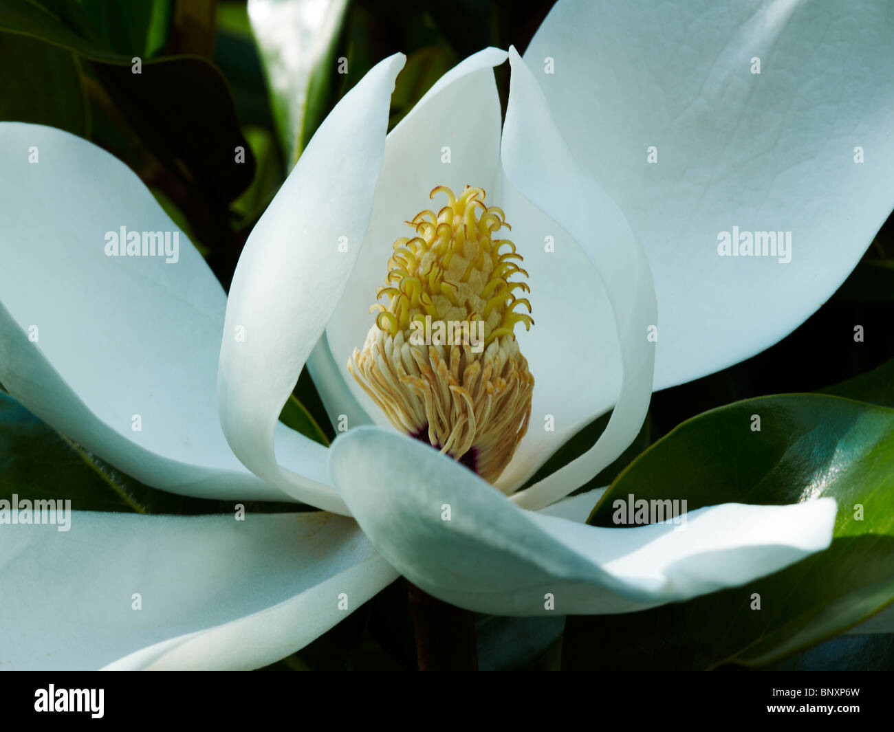 Evergreen magnolia grandiflora hi-res stock photography and images - Alamy