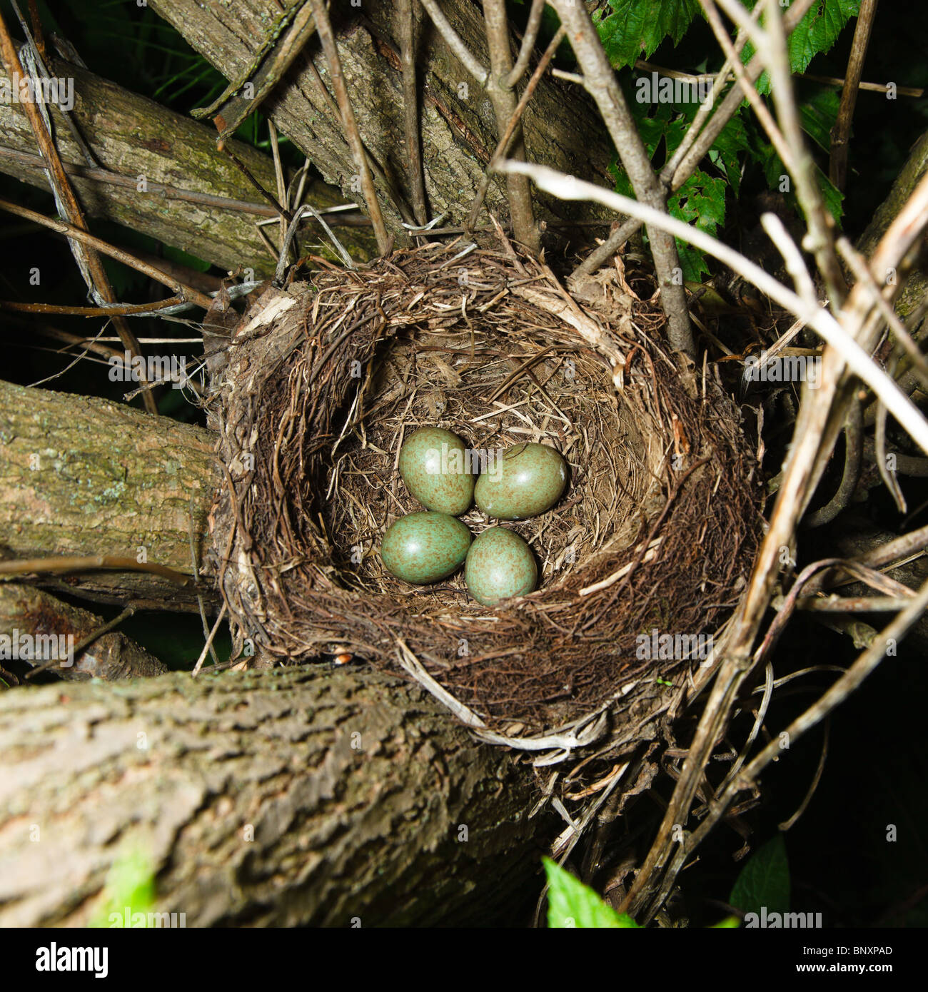 A nest of a Fieldfare (Turdus pilaris) with four eggs Stock Photo - Alamy