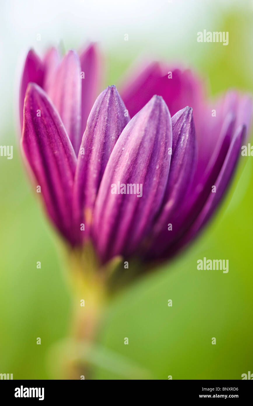 Opening petal hires stock photography and images Alamy