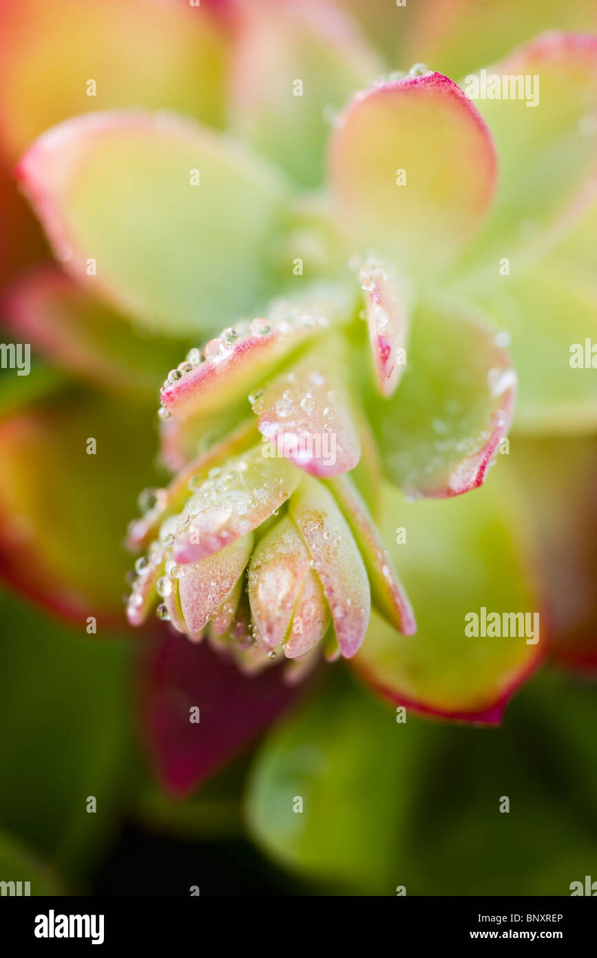 Dew drops on Sedum, succulent plant Stock Photo