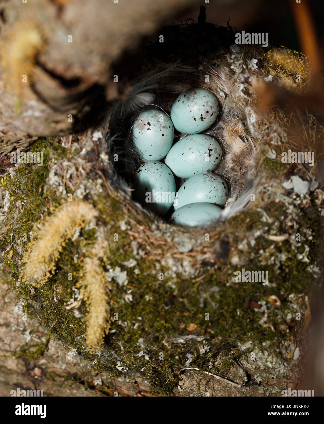 The nest of the common finch, Fringilla coelebs, with eggs. Stock Photo