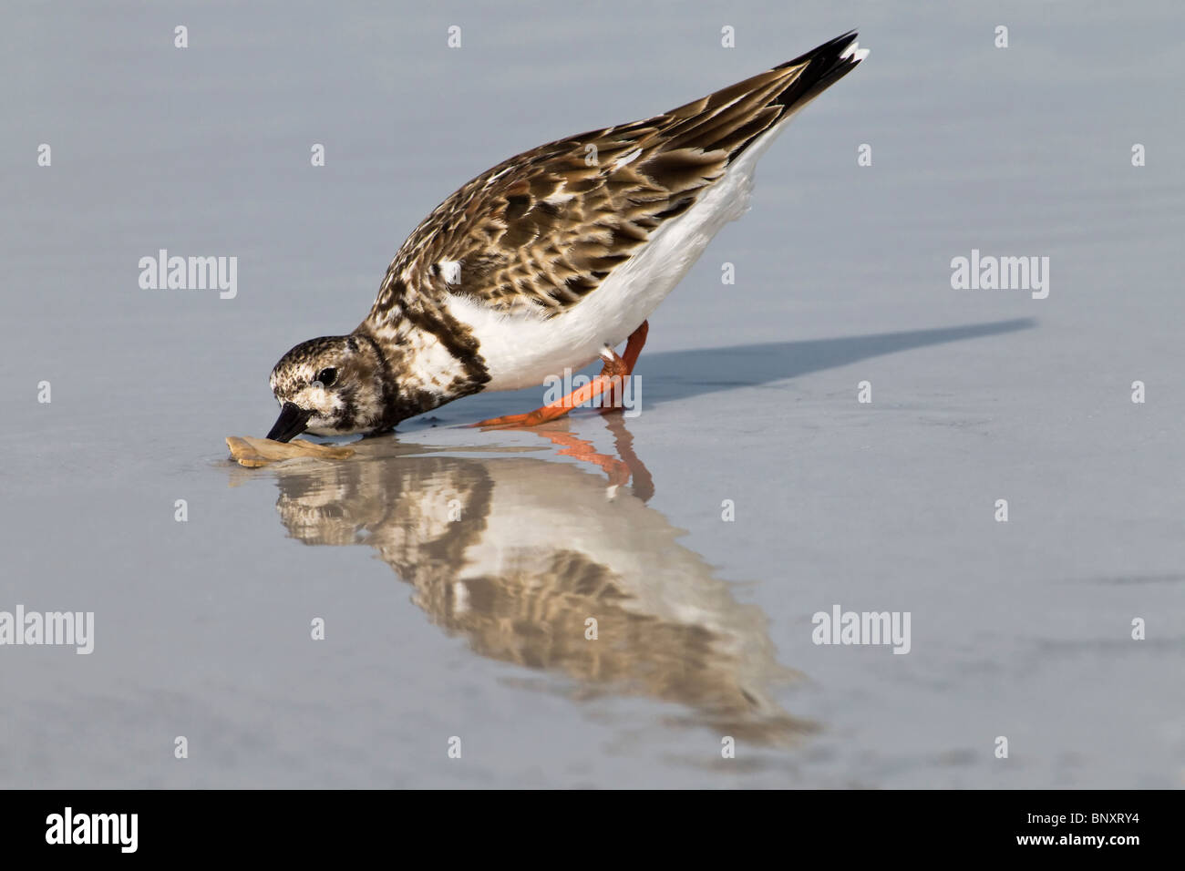 An adult summer plumage Turnstone/ Ruddy Turnstone foraging on beach Stock Photo