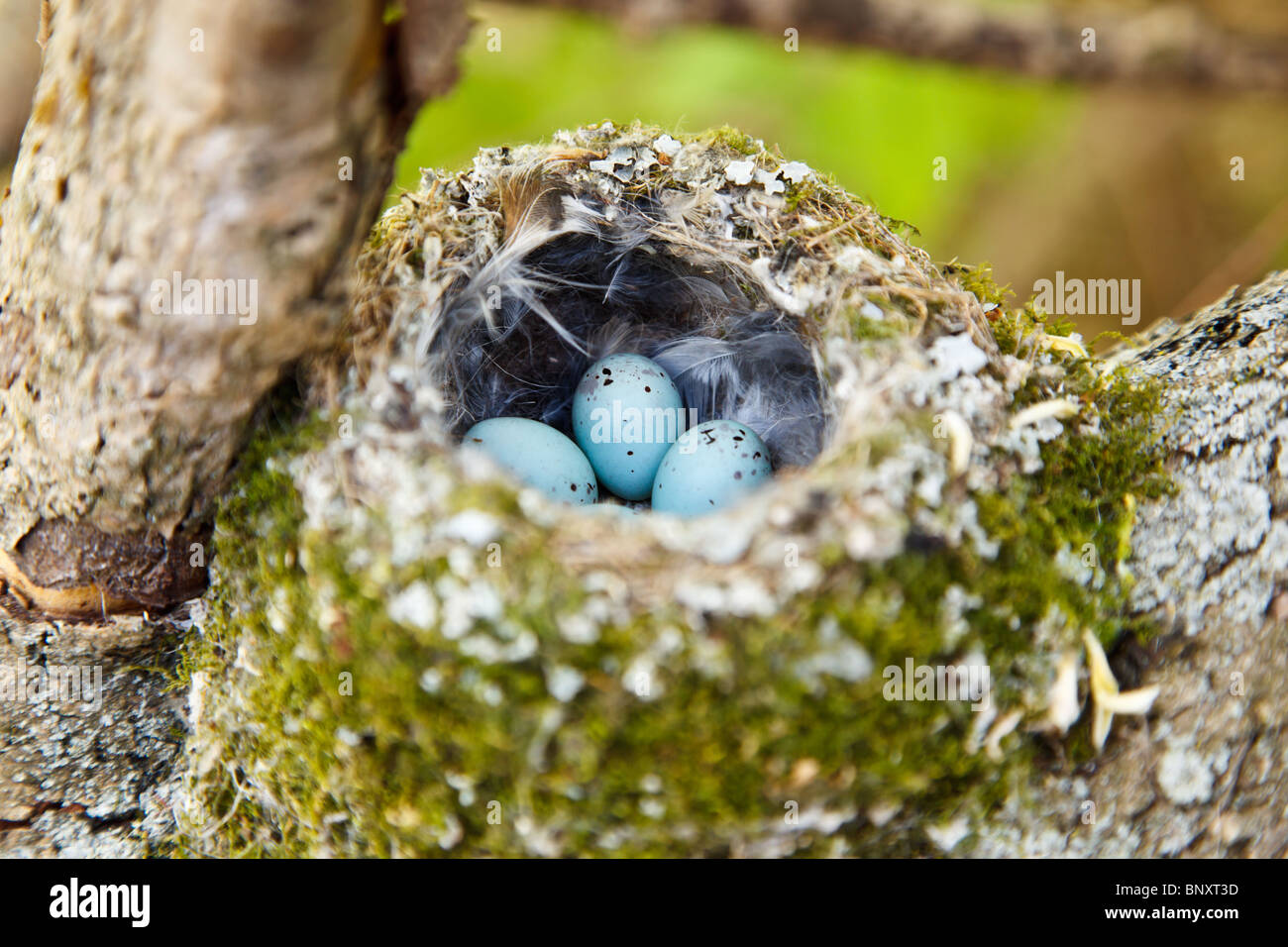 The nest of the common finch, Fringilla coelebs, with eggs. Stock Photo
