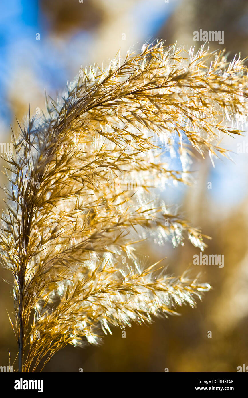 Dried reed stalks hires stock photography and images Alamy