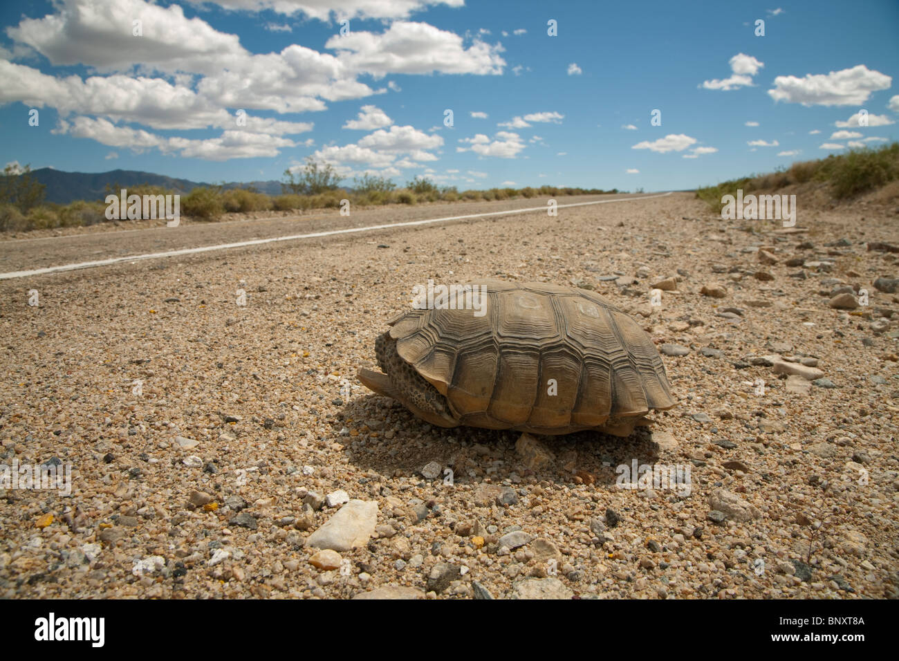 wild mojave desert tortoise Gopherus agassizii at the side of the road in the Mojave desert in California USA Stock Photo
