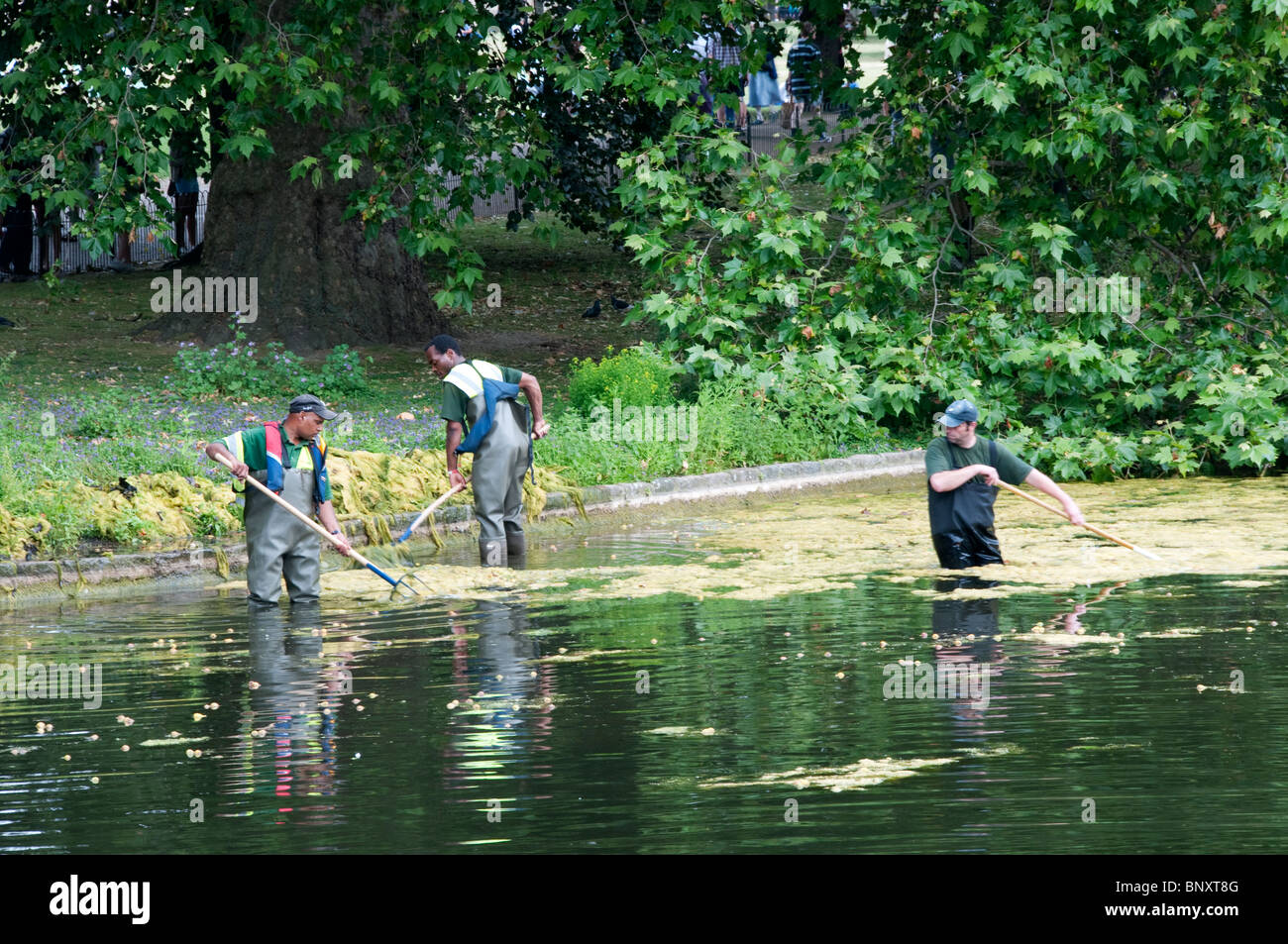 Clearing weed from the lake in St James' Park, London Stock Photo