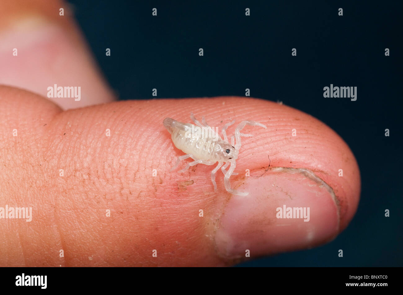 Stripe-tailed Scorpion Just born young. Stock Photo